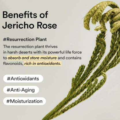 Illustration of a resurrection plant with text about its benefits on a light gray background